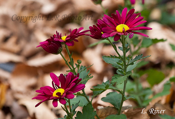 Fall-Mums