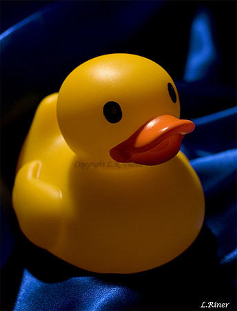 Portrait of a Duck
