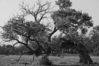 Tree-----(2)---Copy