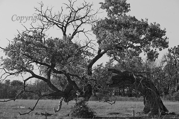 Tree-----(2)---Copy