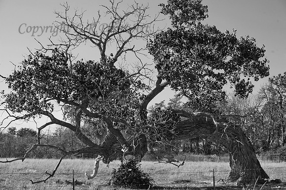 Tree-----(1)---Copy
