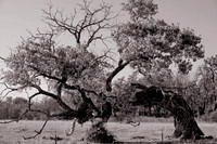 Tree-----(3)---Copy