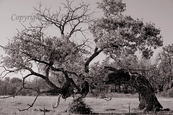 Tree-----(3)---Copy