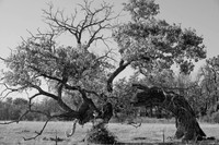 Tree-----(6)---Copy