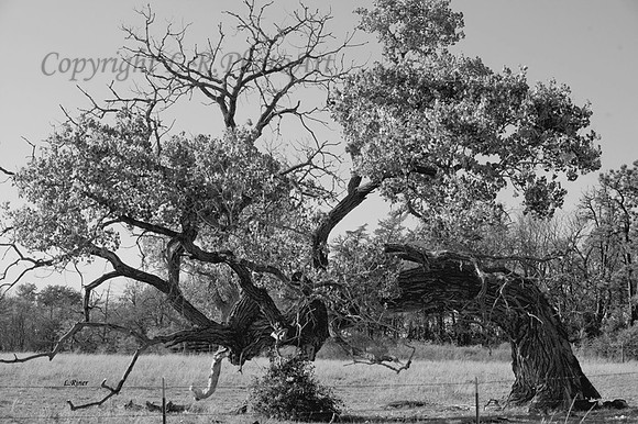 Tree-----(6)---Copy