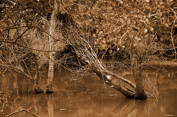 water-trees