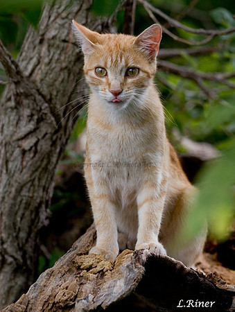 Jungle Cat