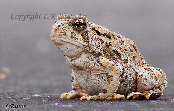Totally Toad
