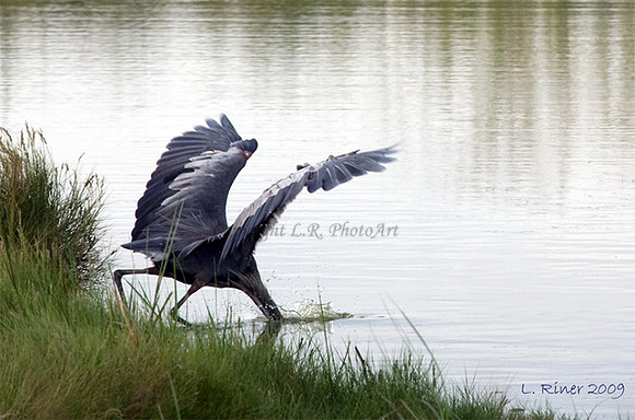 GreatBlueHeronFishing