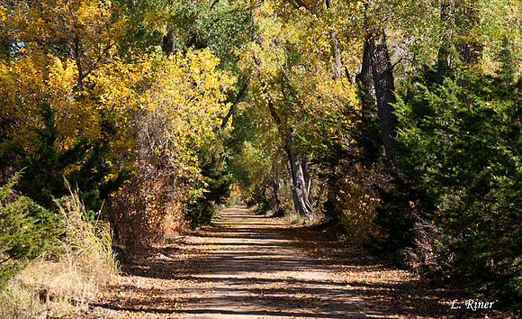 Country-Lane